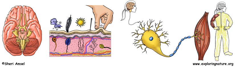 Nervous System Parts - The Central Nervous System